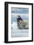 Canada, Nunavut Territory, Repulse Bay, Bearded Seal Resting in Summer Sun on Sea Ice on Hudson Bay-Paul Souders-Framed Photographic Print