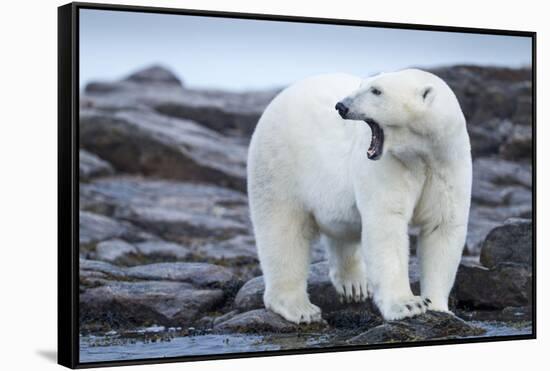 Canada, Nunavut Territory, Repulse Bay, Male Polar Bear Yawning-Paul Souders-Framed Stretched Canvas