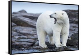 Canada, Nunavut Territory, Repulse Bay, Male Polar Bear Yawning-Paul Souders-Framed Stretched Canvas