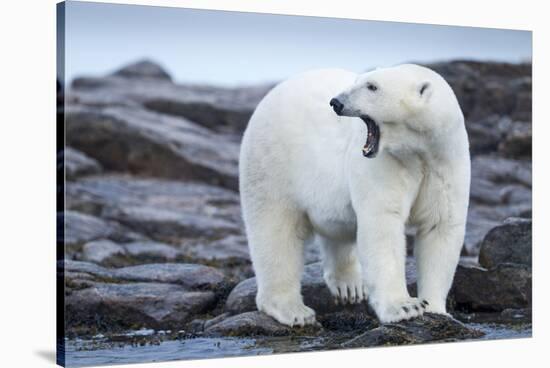 Canada, Nunavut Territory, Repulse Bay, Male Polar Bear Yawning-Paul Souders-Stretched Canvas