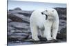 Canada, Nunavut Territory, Repulse Bay, Male Polar Bear Yawning-Paul Souders-Stretched Canvas