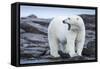 Canada, Nunavut Territory, Repulse Bay, Male Polar Bear Yawning-Paul Souders-Framed Stretched Canvas