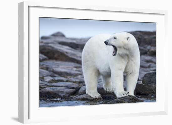 Canada, Nunavut Territory, Repulse Bay, Male Polar Bear Yawning-Paul Souders-Framed Photographic Print