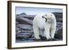 Canada, Nunavut Territory, Repulse Bay, Male Polar Bear Yawning-Paul Souders-Framed Photographic Print