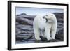 Canada, Nunavut Territory, Repulse Bay, Male Polar Bear Yawning-Paul Souders-Framed Photographic Print