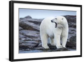 Canada, Nunavut Territory, Repulse Bay, Male Polar Bear Yawning-Paul Souders-Framed Photographic Print