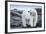 Canada, Nunavut Territory, Repulse Bay, Male Polar Bear Yawning-Paul Souders-Framed Photographic Print