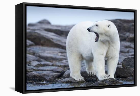 Canada, Nunavut Territory, Repulse Bay, Male Polar Bear Yawning-Paul Souders-Framed Stretched Canvas