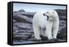 Canada, Nunavut Territory, Repulse Bay, Male Polar Bear Yawning-Paul Souders-Framed Stretched Canvas