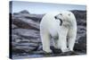 Canada, Nunavut Territory, Repulse Bay, Male Polar Bear Yawning-Paul Souders-Stretched Canvas