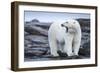 Canada, Nunavut Territory, Repulse Bay, Male Polar Bear Yawning-Paul Souders-Framed Photographic Print