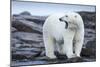 Canada, Nunavut Territory, Repulse Bay, Male Polar Bear Yawning-Paul Souders-Mounted Photographic Print