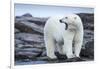 Canada, Nunavut Territory, Repulse Bay, Male Polar Bear Yawning-Paul Souders-Framed Premium Photographic Print