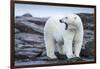 Canada, Nunavut Territory, Repulse Bay, Male Polar Bear Yawning-Paul Souders-Framed Premium Photographic Print