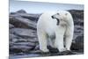 Canada, Nunavut Territory, Repulse Bay, Male Polar Bear Yawning-Paul Souders-Mounted Premium Photographic Print