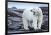 Canada, Nunavut Territory, Repulse Bay, Male Polar Bear Yawning-Paul Souders-Framed Premium Photographic Print