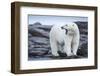 Canada, Nunavut Territory, Repulse Bay, Male Polar Bear Yawning-Paul Souders-Framed Photographic Print