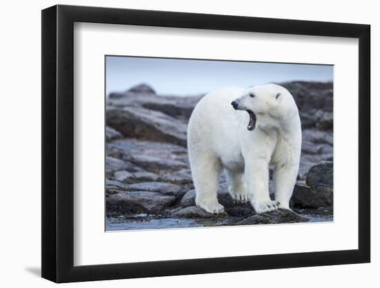 Canada, Nunavut Territory, Repulse Bay, Male Polar Bear Yawning-Paul Souders-Framed Photographic Print