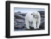Canada, Nunavut Territory, Repulse Bay, Male Polar Bear Yawning-Paul Souders-Framed Photographic Print