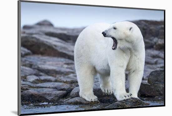 Canada, Nunavut Territory, Repulse Bay, Male Polar Bear Yawning-Paul Souders-Mounted Photographic Print