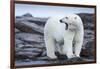 Canada, Nunavut Territory, Repulse Bay, Male Polar Bear Yawning-Paul Souders-Framed Photographic Print