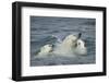 Canada, Nunavut Territory, Repulse Bay, Polar Bear and Young Cubs Swimming Near Harbor Islands-Paul Souders-Framed Photographic Print