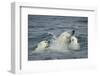 Canada, Nunavut Territory, Repulse Bay, Polar Bear and Young Cubs Swimming Near Harbor Islands-Paul Souders-Framed Photographic Print