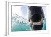 Canada, Nunavut Territory, Repulse Bay, Polar Bear in Hudson Bay-Paul Souders-Framed Photographic Print