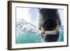 Canada, Nunavut Territory, Repulse Bay, Polar Bear in Hudson Bay-Paul Souders-Framed Photographic Print