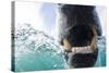 Canada, Nunavut Territory, Repulse Bay, Polar Bear in Hudson Bay-Paul Souders-Stretched Canvas