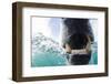 Canada, Nunavut Territory, Repulse Bay, Polar Bear in Hudson Bay-Paul Souders-Framed Photographic Print