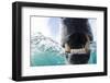 Canada, Nunavut Territory, Repulse Bay, Polar Bear in Hudson Bay-Paul Souders-Framed Photographic Print