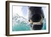 Canada, Nunavut Territory, Repulse Bay, Polar Bear in Hudson Bay-Paul Souders-Framed Photographic Print