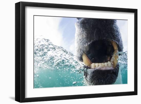 Canada, Nunavut Territory, Repulse Bay, Polar Bear in Hudson Bay-Paul Souders-Framed Photographic Print