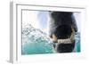 Canada, Nunavut Territory, Repulse Bay, Polar Bear in Hudson Bay-Paul Souders-Framed Photographic Print