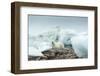 Canada, Nunavut Territory, Repulse Bay, Polar Bear Resting on Rocky Shoreline of Harbor Islands-Paul Souders-Framed Photographic Print