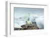 Canada, Nunavut Territory, Repulse Bay, Polar Bear Resting on Rocky Shoreline of Harbor Islands-Paul Souders-Framed Photographic Print