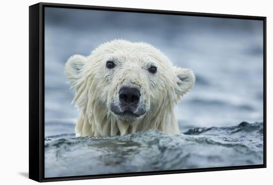 Canada, Nunavut Territory, Repulse Bay, Polar Bear Swimming Near Harbor Islands-Paul Souders-Framed Stretched Canvas