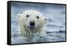 Canada, Nunavut Territory, Repulse Bay, Polar Bear Swimming Near Harbor Islands-Paul Souders-Framed Stretched Canvas