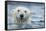 Canada, Nunavut Territory, Repulse Bay, Polar Bear Swimming Near Harbor Islands-Paul Souders-Framed Stretched Canvas