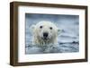 Canada, Nunavut Territory, Repulse Bay, Polar Bear Swimming Near Harbor Islands-Paul Souders-Framed Photographic Print