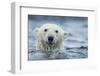 Canada, Nunavut Territory, Repulse Bay, Polar Bear Swimming Near Harbor Islands-Paul Souders-Framed Photographic Print