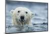 Canada, Nunavut Territory, Repulse Bay, Polar Bear Swimming Near Harbor Islands-Paul Souders-Mounted Photographic Print