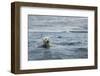 Canada, Nunavut Territory, Repulse Bay, Polar Bear Swimming Near Harbor Islands-Paul Souders-Framed Photographic Print