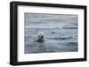 Canada, Nunavut Territory, Repulse Bay, Polar Bear Swimming Near Harbor Islands-Paul Souders-Framed Photographic Print