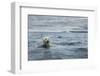 Canada, Nunavut Territory, Repulse Bay, Polar Bear Swimming Near Harbor Islands-Paul Souders-Framed Photographic Print