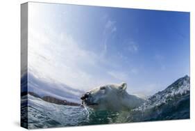 Canada, Nunavut Territory, Repulse Bay, Polar Bear Swimming-Paul Souders-Stretched Canvas