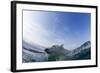 Canada, Nunavut Territory, Repulse Bay, Polar Bear Swimming-Paul Souders-Framed Photographic Print