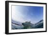 Canada, Nunavut Territory, Repulse Bay, Polar Bear Swimming-Paul Souders-Framed Photographic Print