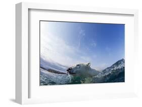 Canada, Nunavut Territory, Repulse Bay, Polar Bear Swimming-Paul Souders-Framed Photographic Print